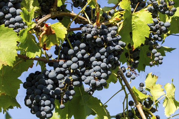 Ripe Dornfelder grapes in the Palatinate. The 2023 vintage is exceptionally good