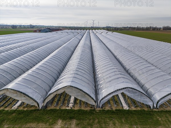 Open field strawberry cultivation in a foil greenhouse, young strawberry plants growing, near Erkelenz Rhineland, North Rhine-Westphalia, Germany, Europe