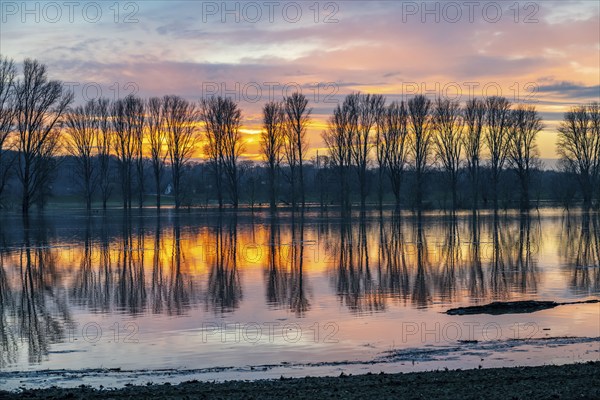 Bislicher Insel nature reserve, floodplain landscape on the Rhine, near Xanten, floods, flooded fields, meadows, North Rhine-Westphalia, Germany, Europe