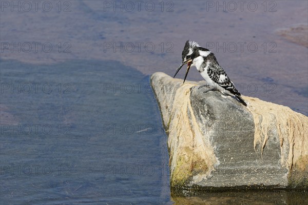Pied kingfisher (Ceryle rudis), female, sitting on a rock, feeding on a fish, Olifants River, Kruger National Park, South Africa, Africa