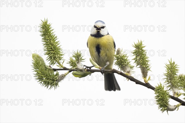 Blue tit (Parus caeruleus) sitting on a branch with green buds against a white background, Hesse, Germany, Europe