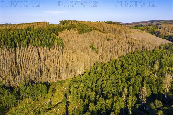Sauerland, forest dieback, dead spruce trees, caused by the bark beetle, high temperatures, lack of water, climate change, North Rhine-Westphalia, Germany, Europe