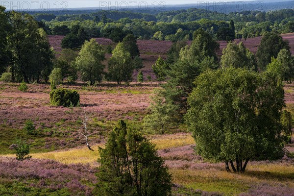 Flowering heath, heather and juniper bushes, near Wilseder Berg, in the Lüneburg Heath nature reserve, Lower Saxony, Germany, Europe