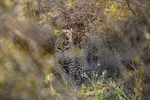 Leopard (Panthera pardus) sitting, between dense bushes, adult, Kruger National Park, South Africa, Africa