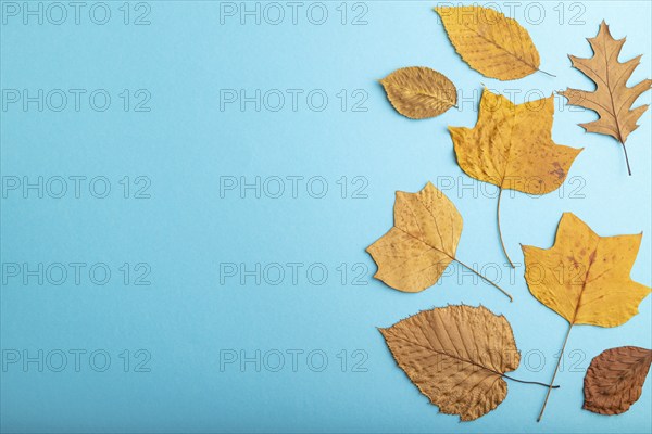 Composition with yellow and brown autumn leaves on blue pastel background. flat lay, top view, still life, copy space