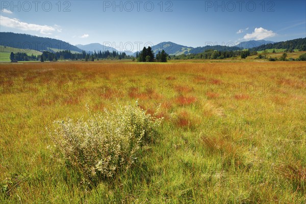 View over the Rothenthurm high moor nature reserve in the canton of Schwyz, Switzerland, Europe