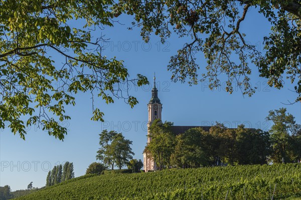 Viticulture on the hillside, Birnau pilgrimage church, Uhldingen-Mühlhofen, Lake Constance, Baden-Württemberg, Germany, Europe