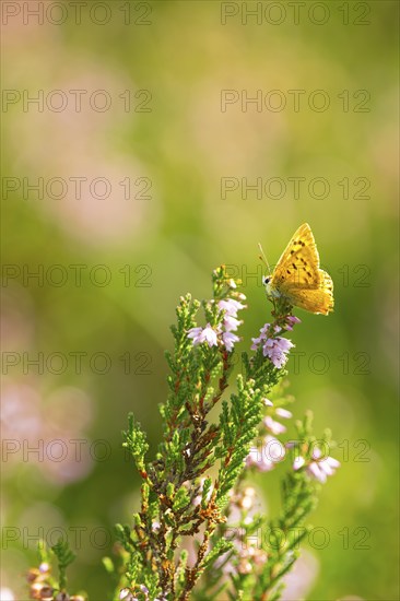 Glandular balsam (Impatiens glandulifera), Indian balsam, red balsam, Himalayan balsam, farmer's orchid, giant balsam, nature photograph, plant, close-up, Lower Saxony, Germany, Europe