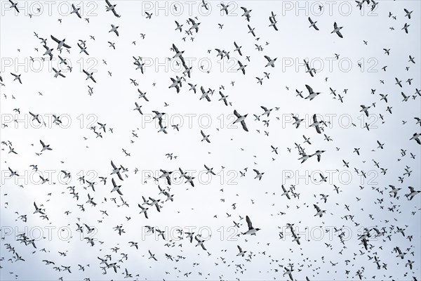 Flock of birds, common guillemots (Uria aalge) in flight, Hornoya Island, Hornøya, Vardø, Varanger Peninsula, Troms og Finnmark, Norway, Europe