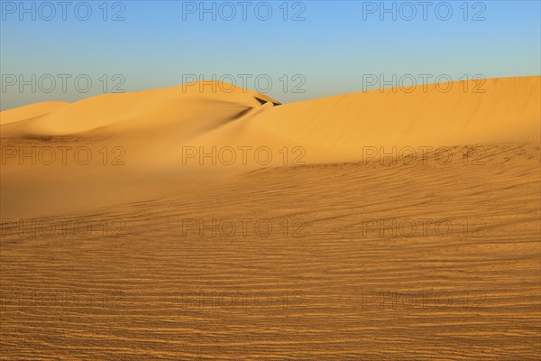 Large, undulating sand dunes in a desert landscape at sunset under a clear sky, Matruh, Great Sand Sea, Libyan Desert, Sahara, Egypt, North Africa, Africa