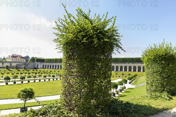The Grosssedlitz Baroque Garden with the Friedrich Palace is situated on a hill on the left bank of the Elbe to the south-east of Dresden in Grosssedlitz, which belongs to the town of Heidenau in the Free State of Saxony. The beehives are regularly cut into shape, Baroque Garden Großsedlitz, Heidenau, Saxony, Germany, Europe