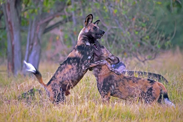 African wild dog playing (Lyacon pictus) Botswana, Botswana, Africa