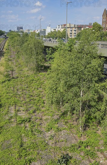 Overgrown railway tracks, route between S-Bahn and A 103 motorway at Saarstraße, Friedenau, Schöneberg, Tempelhof-Schöneberg, Berlin, Germany, Europe