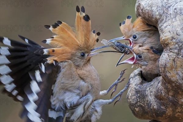 Hoopoe (Upupa epops) Bird of the Year 2022, male with large insect as food for the young birds, breeding den, hungry young birds, begging for food, foraging, erected bonnet, flying, Middle Elbe Biosphere Reserve, Saxony-Anhalt, Germany, Europe