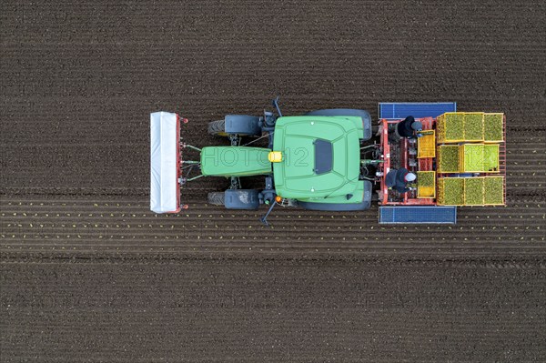 Lettuce plants are planted with a planting machine, Agriculture, Spring