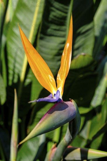 Strelitzia, bird of paradise flower, (Strelitzia juncea), flower, blooming, Kirstenbosch Botanical Gardens, Cape Town, Cape Town, Western Cape, South Africa, Africa