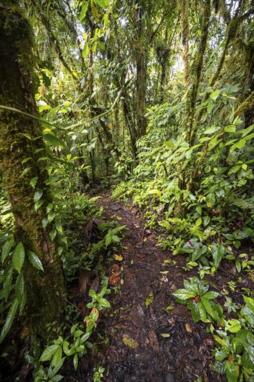 Narrow hiking trail in the tropical rainforest, dense green vegetation, Laguna de Hule, Refugio Nacional de Vida Silvestre Mixto Bosque Alegre, Alajuela province, Costa Rica, Central America