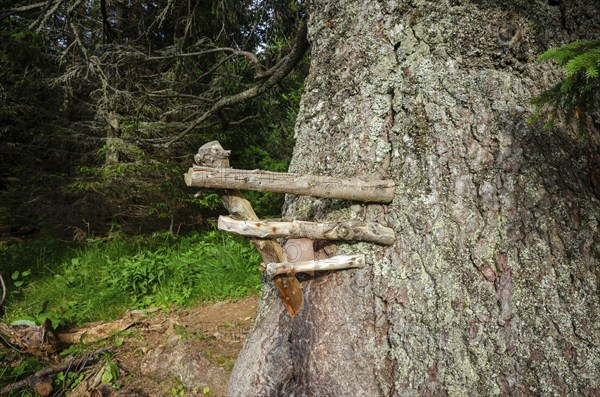 Old spruce with a lickstone, Gloggnitzerhütte on the Rax, Schwarzau im Gebirge, Lower Austria, Austria, Europe