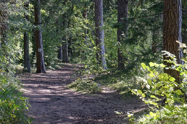 Cycling and hiking trail on the eastern shore of Lake Wigry in the Wigry National Park in northern Poland. Wigry, Podlaskie, Poland, Europe