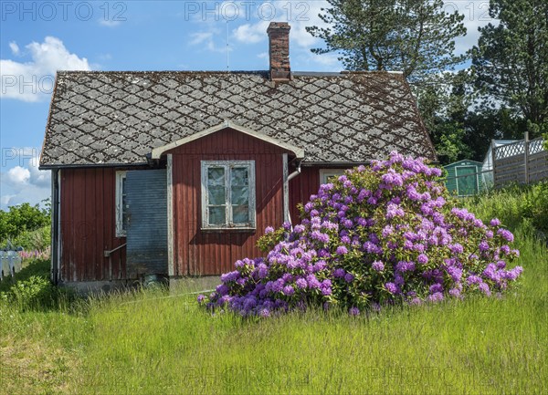 Old abandoned cottage with blooming rhododendron bush in Vollsjö, Skåne County, Sweden, Scandinavia, Europe