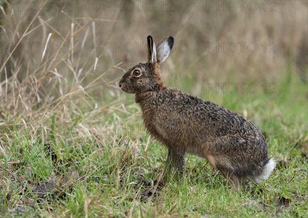 European hare (Lepus europaeus) sitting on a forest meadow, wildlife, Thuringia, Germany, Europe