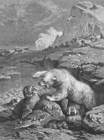 Polar bear fighting a walrus, Historical, digitally restored reproduction from a 19th century original, c. 1890, Record date not stated