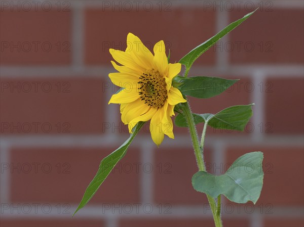 Sunflower (Helianthus annuus), a single bright yellow sunflower with green leaves against a brick wall background, in garden, Hesse, Germany, Europe