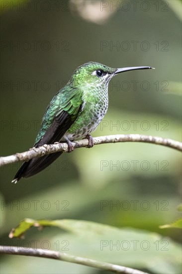 Green-crowned brilliant (Heliodoxa jacula), adult female sitting on a branch, Monteverde Cloud Forest, Monte Verde, Costa Rica, Central America