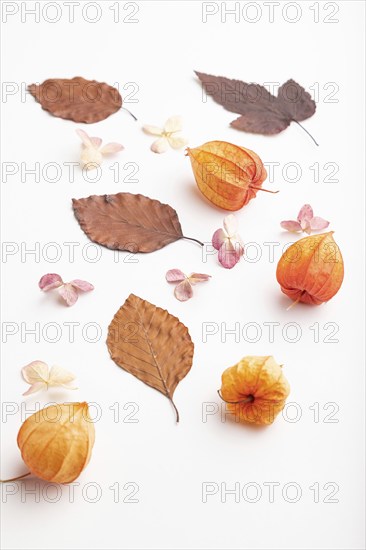 Composition with yellow and brown beech autumn leaves and hydrangea flowers, mockup on white background. Blank, side view, still life, copy space