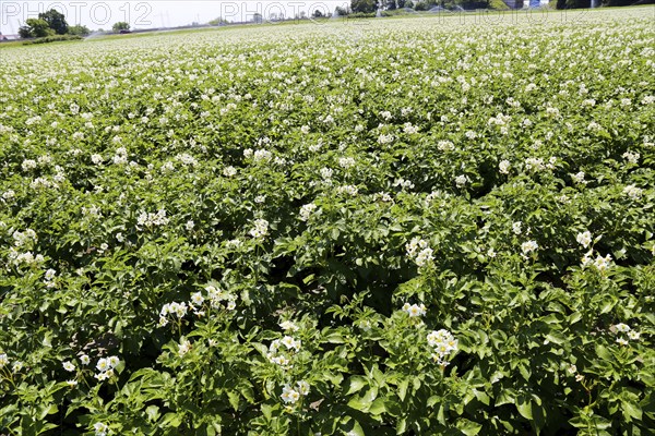 Flowering potato field near Mutterstadt, Rhineland-Palatinate