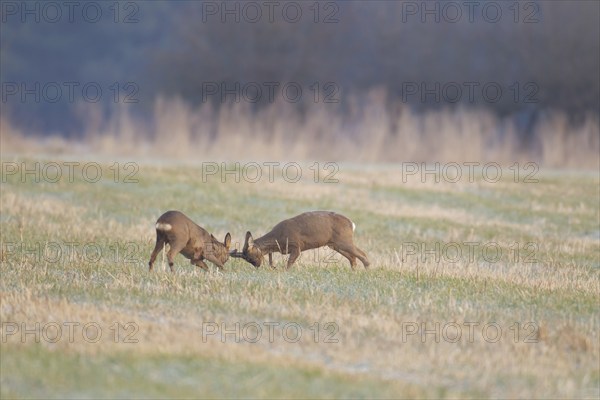Roe deer (Capreolus capreolus) two adult male bucks rutting on grassland, Suffolk, England, United Kingdom, Europe