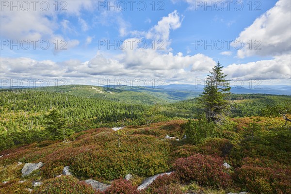 Vegetation with Norway spruce (Picea abies) and colored European blueberry (Vaccinium myrtillus) on Mount Lusen in late summer, Bavarian Forest, Bavaria, Germany, Europe