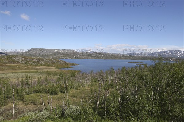 Transition from fell birch forest with low birch trees to treeless tundra, Lapland, Sweden, Scandinavia, Europe