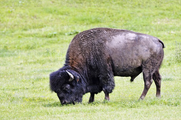 Bison on a pasture in Germany, Bulle, (Bison Bison), Bavaria, Federal Republic of Germany
