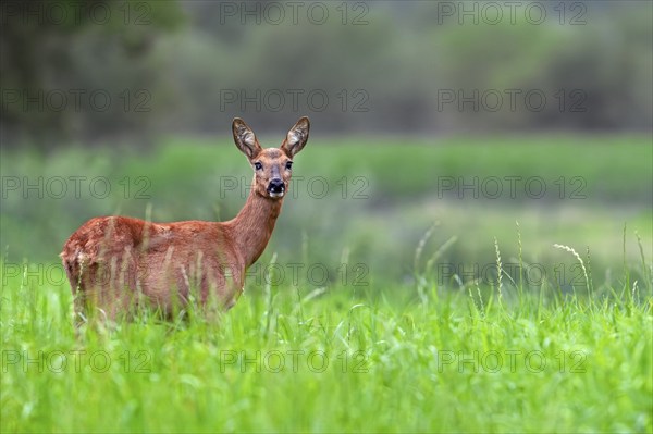 European roe deer (Capreolus capreolus) female, doe foraging in grassland, meadow at forest edge at dusk in summer