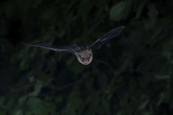 Brown long-eared bat (Plecotus auritus) in flight from its wintering grounds, Brandenburg, Germany, Europe