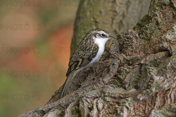 Woodcreeper, (Certhias familiaris)