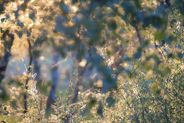 Sunlight in the late evening of a summer day reflects on green leaves and illuminates their edges and the seed heads (catkins, willow catkins) of Salix caprea or Sal willow, background with blue shadows, bokeh, artistic, dreamy, gentle depiction of summer, Pietzmoor nature reserve, Lüneburg Heath, Lower Saxony, Germany, Europe