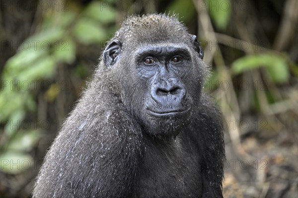 Western lowland gorilla (Gorilla gorilla gorilla), male animal, portrait, Réserve Lésio-Louna nature reserve, near Moembe, Plateau department, Republic of the Congo