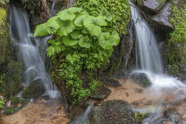 Small waterfall of fresh water in the middle of lush vegetation in the mountains. Vosges, Alsace, France, Europe