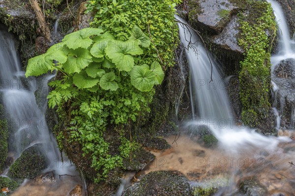 Small waterfall of fresh water in the middle of lush vegetation in the mountains. Vosges, Alsace, France, Europe