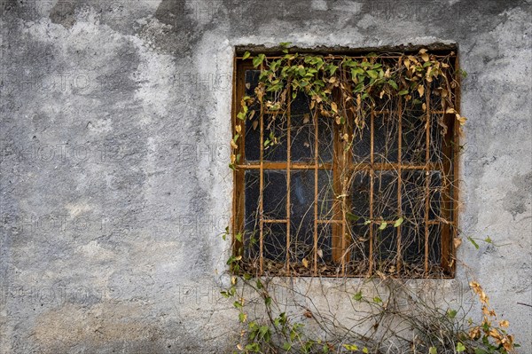Closed abandoned metal glass window covered with foliage on a wall