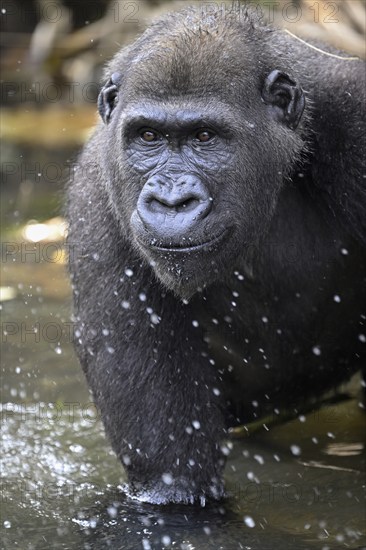 Western lowland gorilla (Gorilla gorilla gorilla), male animal, portrait, Réserve Lésio-Louna nature reserve, near Moembe, Plateau department, Republic of the Congo