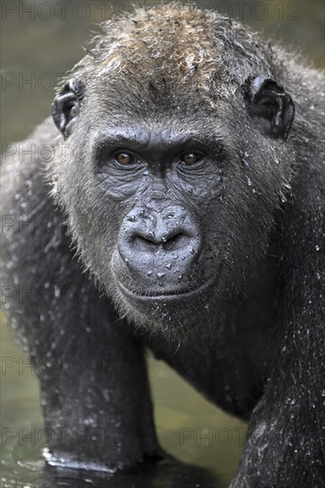 Western lowland gorilla (Gorilla gorilla gorilla), male animal, portrait, Réserve Lésio-Louna nature reserve, near Moembe, Plateau department, Republic of the Congo