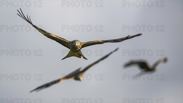 Red Kite, Milvus milvus, bird in flight