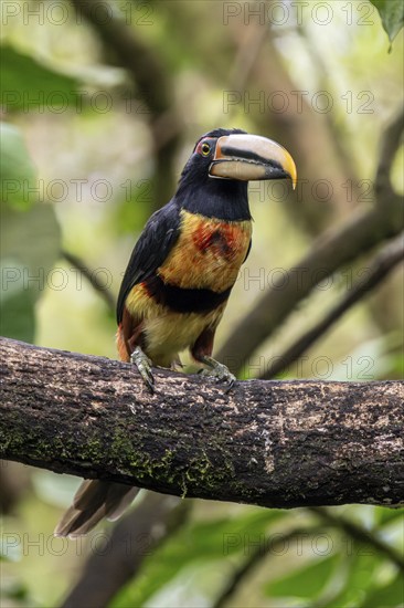 Pale-mandibled aracari (Pteroglossus erythropygius), Mindo Forest Reserve, Mindo, Ecuador, South America