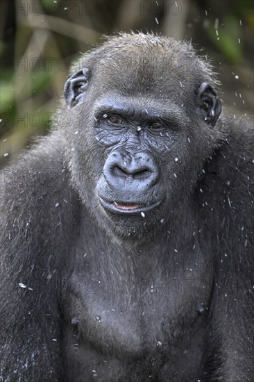 Western lowland gorilla (Gorilla gorilla gorilla) in the rain, male animal, portrait, Réserve Lésio-Louna nature reserve, near Moembe, Plateau department, Republic of the Congo