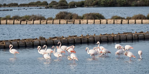 Group of Greater flamingos (Phoenicopterus roseus) in a saline, Tagus Estuary, Lisbon, Portugal, Europe