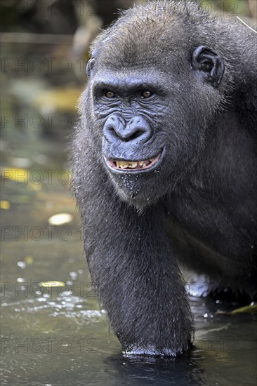 Western lowland gorilla (Gorilla gorilla gorilla), male animal, portrait, Réserve Lésio-Louna nature reserve, near Moembe, Plateau department, Republic of the Congo