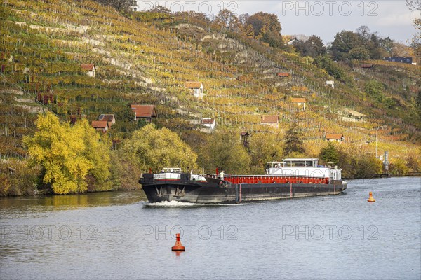 Barge MS FRIEDRICH GÖTZ on the Neckar, vineyards in autumn. The barge has an overall length of 105 metres, maximum length for the locks on the upper Neckar. Stuttgart, Baden-Württemberg, Germany, Europe